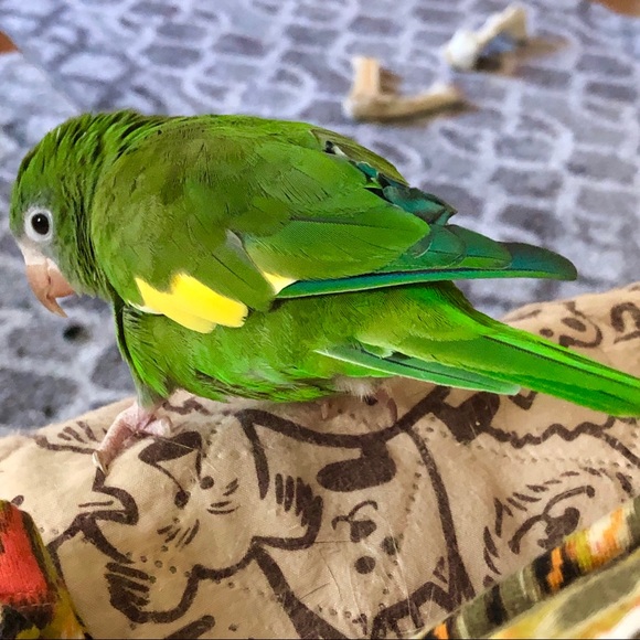 New Posh Blouse & Lip Gloss and my 🦜 - Picture 2 of 3